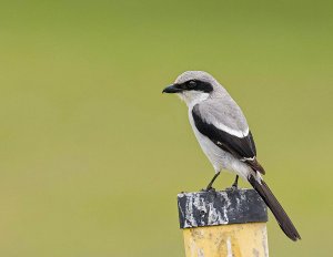 Loggerhead Shrike