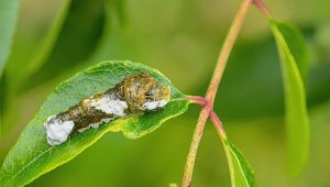 Giant Swallowtail Butterfly Caterpillar