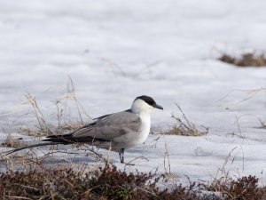 Long-tailed skua