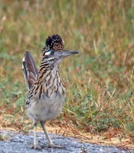 Greater Roadrunner