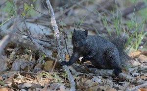 Texas Fox Squirrel, Melanistic Female