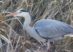 Handsome Heron