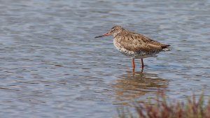 common redshank