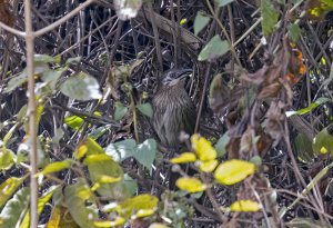 Spiny Babbler