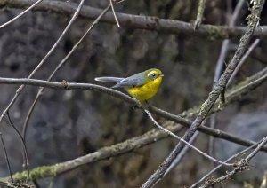 7334 Yellow-bellied Fairy-Fantail.jpg