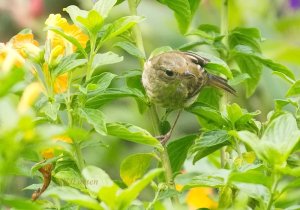 Rusty Flowerpiercer female