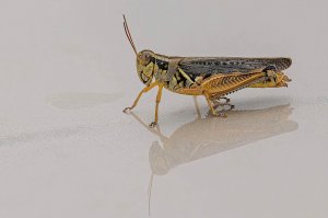 Migratory Grasshopper