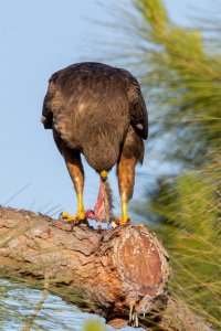 Redtail Hawk