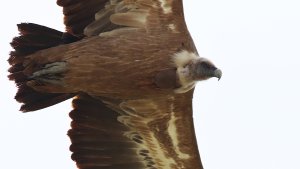 Griffon vulture