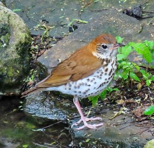 Wood Thrush