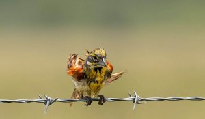 Dickcissel