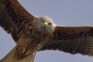 Red Kite