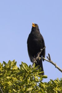 Blackbird