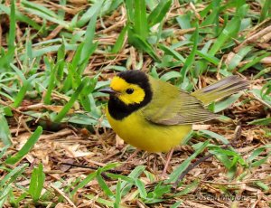 Hooded Warbler