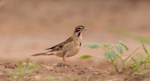 Lark Sparrow