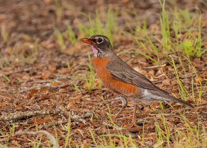 American Robin, Female