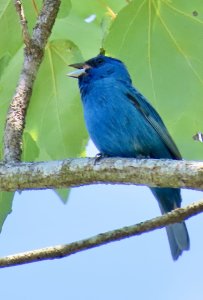 Indigo Bunting