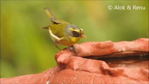 Himalayas-803 : Black faced Warbler : uncommon sighting : Amazing Wildlife of India by Renu Tewari and Alok Tewari