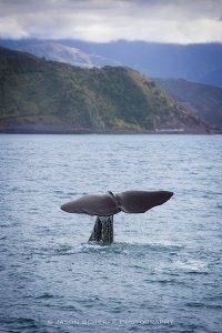 Sperm whale