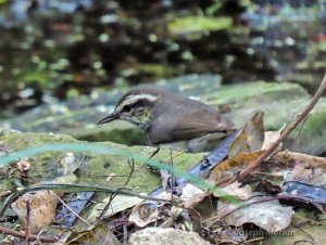 Louisiana Waterthrush