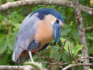 Boat-billed Heron