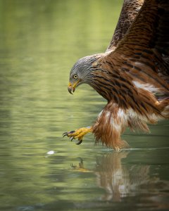 Kite that thinks it's an Osprey