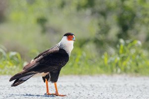 Crested Caracara