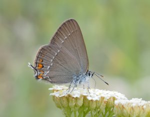 Sloe Hairstreak