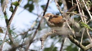 cetti's warbler