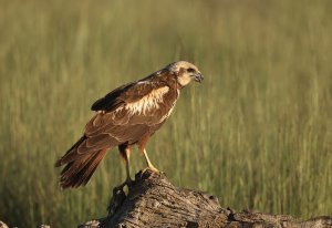 Female  Western Marsh Harrier