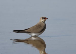 Collared Pratincole