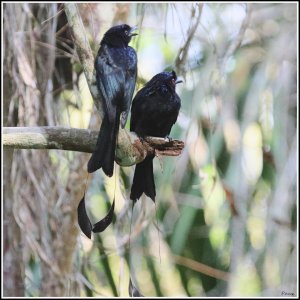 Greater Racket-tailed Drongo