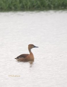 Fulvous Whistling Duck