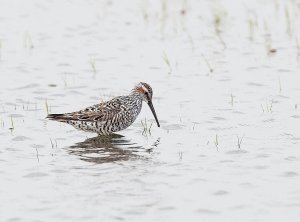 Stilt Sandpiper