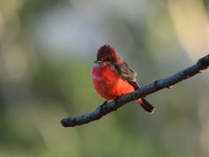 Vermilion Flycatcher