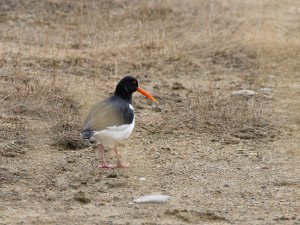 Eurasian oystercatcher