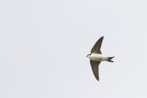 House Martin