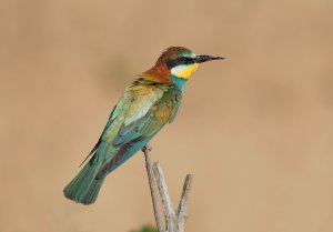 European Bee-eater