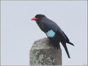 Oriental Dollarbird