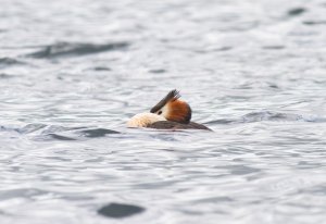 Great Crested Grebe