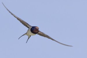 1457 Barn Swallow.jpg