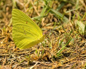 Cloudless Sulphur, Male