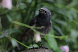 Black redstart