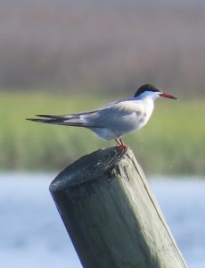 Common Tern