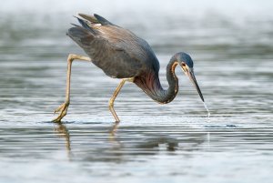 Tr-colored Heron