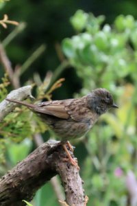 Dunnock