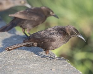 Carib Grackle (f)