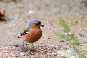 Chaffinch