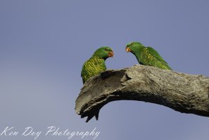 Scaly-breasted Lorikeets.