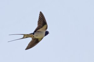 1464 Barn Swallow.jpg